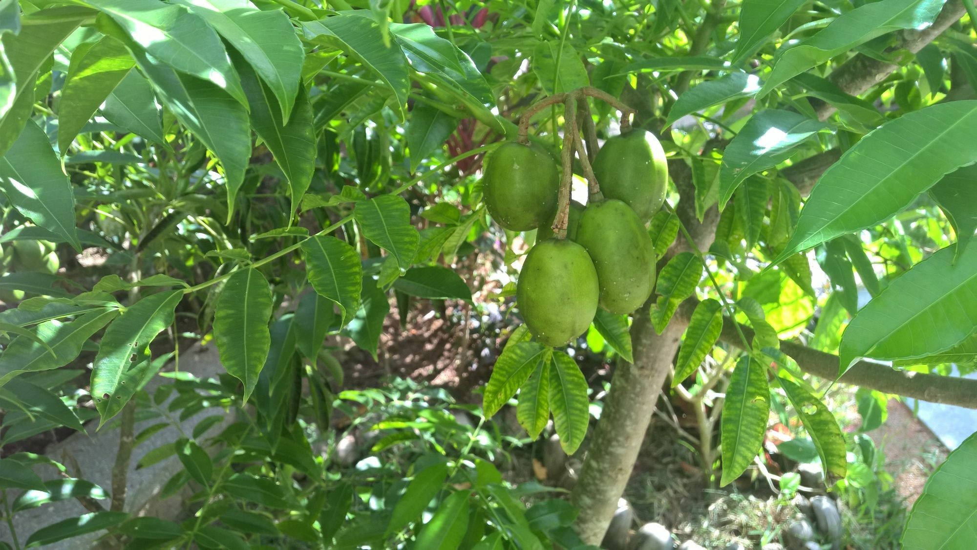 Cocotier Du Rocher La Digue Dış mekan fotoğraf